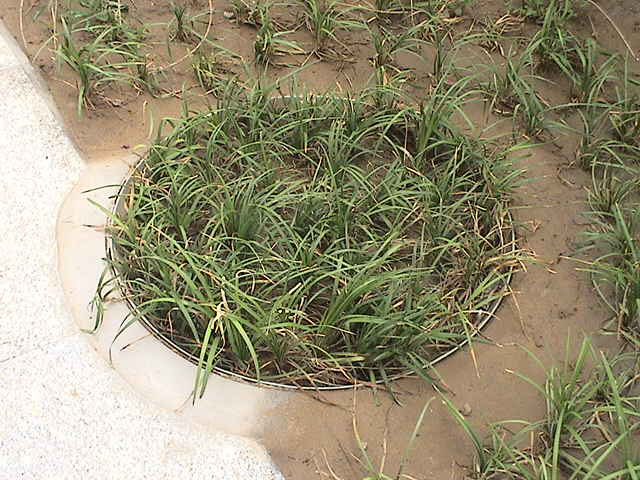 业特不锈钢草盆井盖案例图2