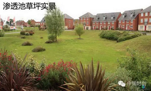 渗透池草坪实景